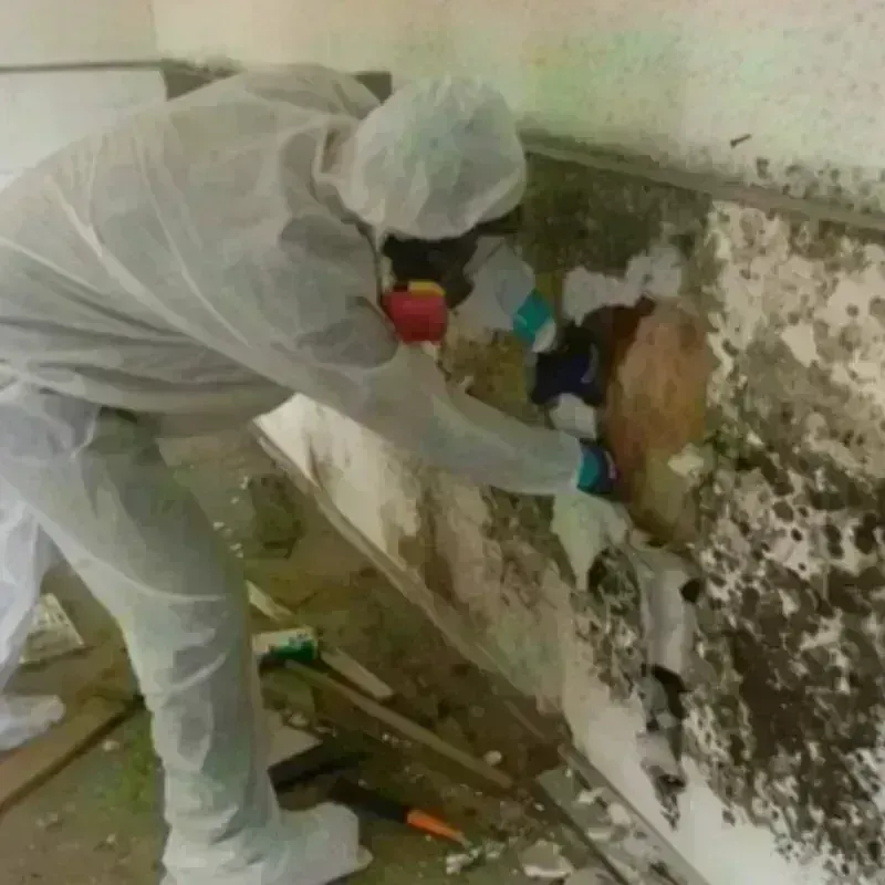 Mold Remediation and Removal in Pinellas Park, FL